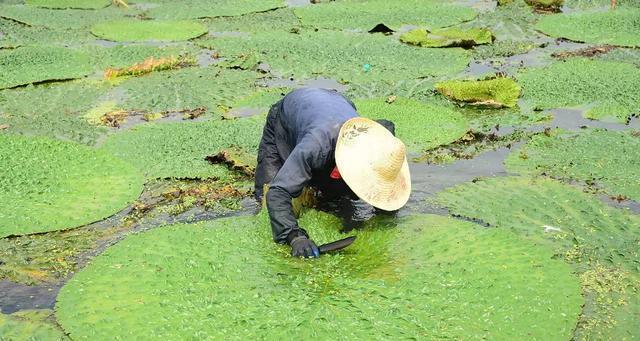 浮萍塘钓法技巧有哪些？如何提高浮萍塘钓鱼的成功率？  第1张