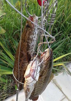 浮萍塘钓黑鱼的方法和技巧是什么？如何提高钓黑鱼的成功率？  第1张