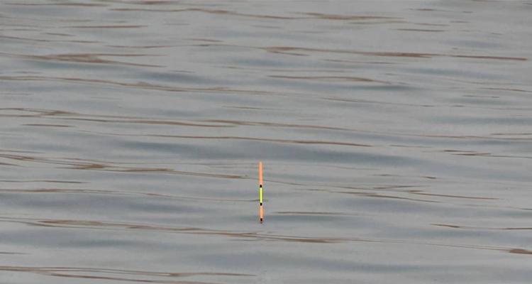 浮萍塘钓鲫鱼技巧有哪些？如何提高钓鲫鱼的成功率？  第3张
