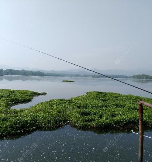 浮萍塘钓鱼打窝技巧是什么？如何有效提高钓鱼成功率？  第1张
