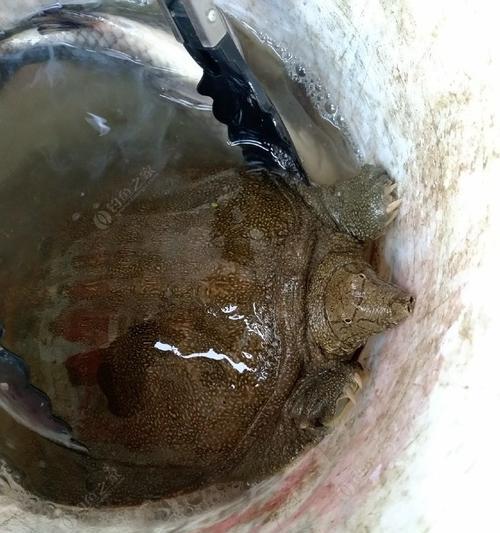 浮萍塘口钓甲鱼技巧有哪些？如何提高钓甲鱼的成功率？  第1张