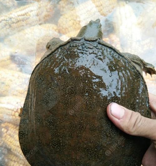 浮萍塘口钓甲鱼技巧有哪些？如何提高钓甲鱼的成功率？  第2张