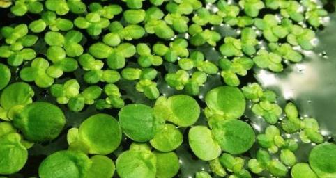 浮萍野钓草鱼技巧有哪些？如何提高浮萍野钓草鱼的成功率？  第3张
