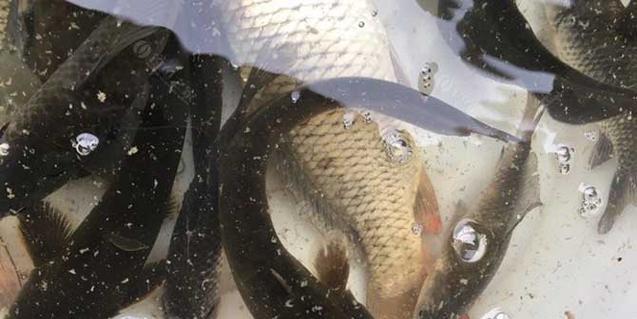 浮桥钓鲶鱼技巧有哪些？如何提高浮桥钓鲶鱼的成功率？  第2张