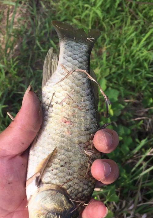 浮水钓草鱼的技巧有哪些？如何提高浮水钓草鱼的成功率？  第2张