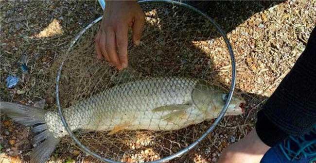浮水钓草鱼的技巧和方法是什么？如何提高浮水钓草鱼的成功率？  第1张