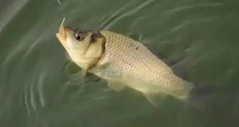 浮水钓草鱼的技巧和方法是什么？如何提高浮水钓草鱼的成功率？  第3张