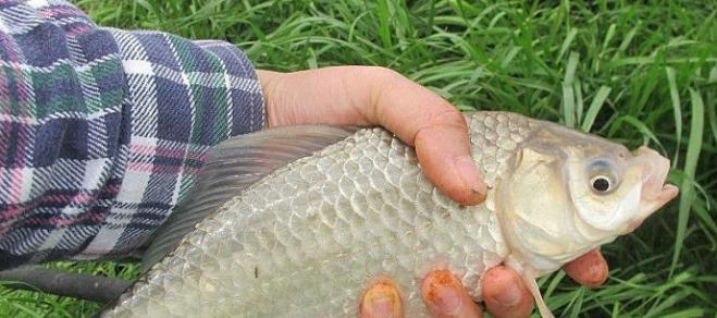 浮水钓草鱼的技巧教程？如何提高钓草鱼的成功率？  第2张
