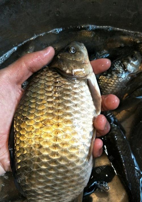 浮水钓大鲫鱼技巧和方法教程？如何提高钓获率？  第3张