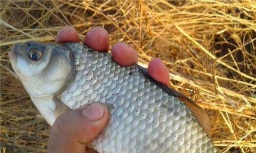 浮水钓大鲫鱼技巧和方法是什么？如何提高浮水钓大鲫鱼的成功率？  第1张