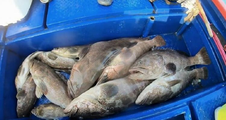 浮水钓淡水石斑鱼有哪些技巧？如何提高钓石斑鱼的成功率？  第1张