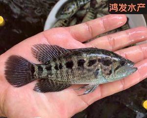 浮水钓淡水石斑鱼有哪些技巧？如何提高钓石斑鱼的成功率？  第2张