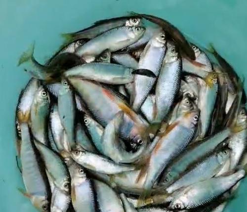 浮水钓淡水石斑鱼有哪些技巧？如何提高钓石斑鱼的成功率？  第3张