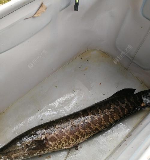 浮水钓黑鱼技巧有哪些？如何有效提高钓获率？  第2张