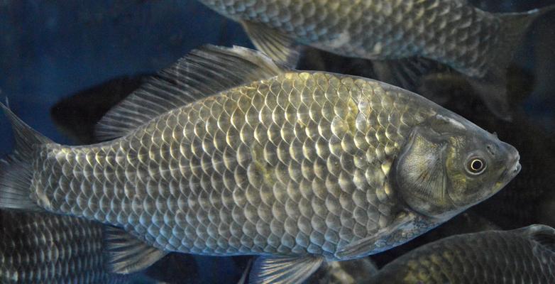 浮水钓鲫鱼技巧有哪些？如何提高钓鲫鱼的成功率？  第3张