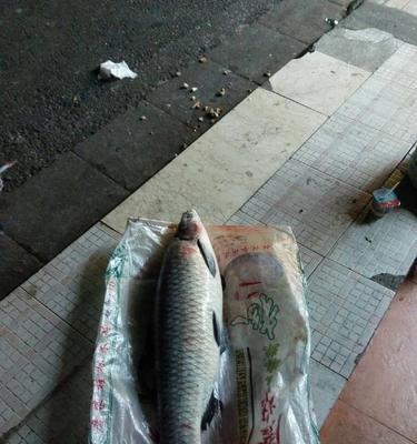 浮水钓颗粒青鱼技巧有哪些？如何提高钓获率？  第2张