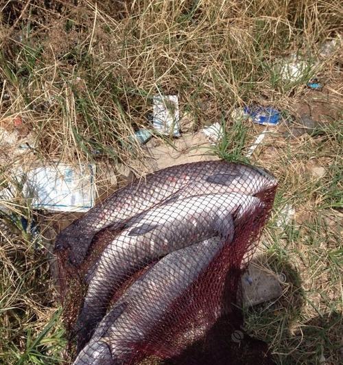 浮水钓青鱼的技巧和方法教程？如何提高钓获率？  第2张