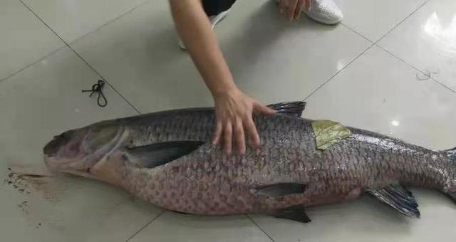 浮水钓青鱼的技巧是什么？如何提高钓获率？  第3张