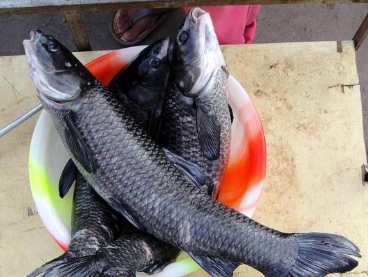浮水钓青鱼的技巧教程？如何提高钓获率？  第2张