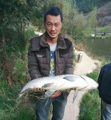 浮水颗粒垂钓青鱼技巧有哪些？如何有效提高钓获率？  第1张