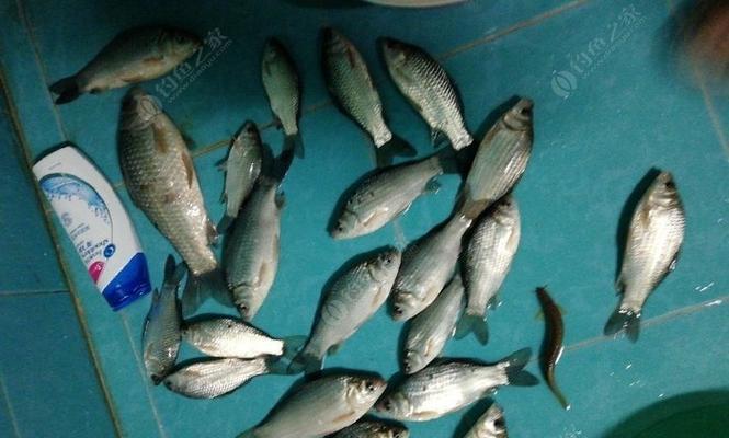 浮水颗粒料钓翘嘴技巧有哪些？如何有效提高钓翘嘴的成功率？  第1张