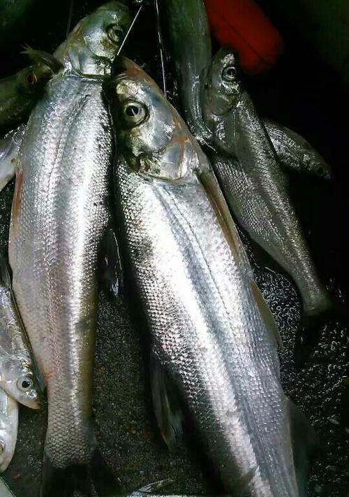 浮水颗粒料钓翘嘴技巧有哪些？如何有效提高钓翘嘴的成功率？  第2张