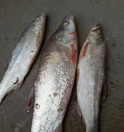 浮水颗粒料钓翘嘴技巧有哪些？如何有效提高钓翘嘴的成功率？  第3张