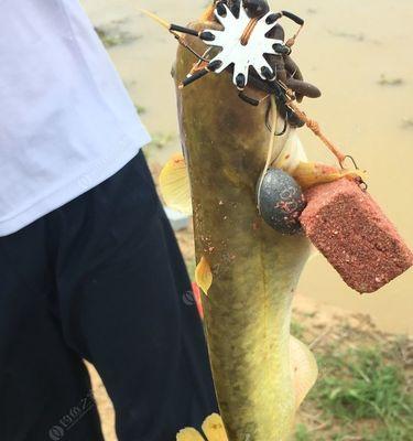 浮水莲钓鱼技巧有哪些？如何提高浮水莲钓鱼的成功率？  第3张