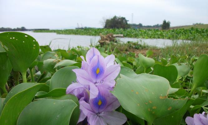浮水莲钓鱼技巧和方法有哪些？如何提高浮水莲钓鱼的成功率？  第3张
