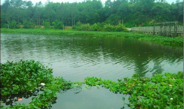 浮水莲钓鱼技巧教学？如何提高浮水莲钓鱼的成功率？  第2张