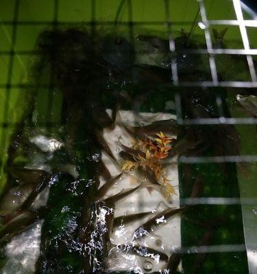 浮水莲钓鱼技巧教学？如何提高浮水莲钓鱼的成功率？  第3张