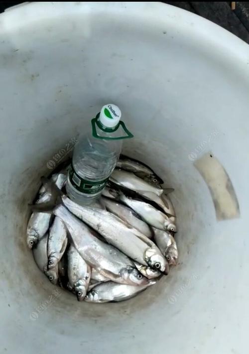浮水泥鳅钓翘嘴的方法和技巧是什么？如何提高钓翘嘴的成功率？  第3张