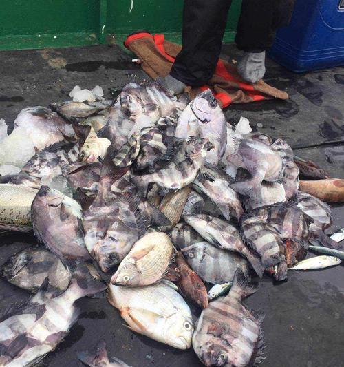 浮游矶钓石鲷鱼技巧有哪些？如何提高钓获率？  第2张