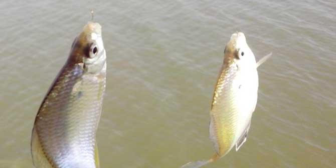 浮游生物钓鲫鱼技巧有哪些？如何提高钓鲫鱼的成功率？  第2张