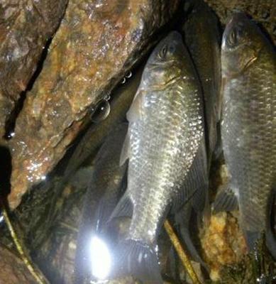 浮游生物钓鲫鱼技巧有哪些？如何提高钓鲫鱼的成功率？  第1张