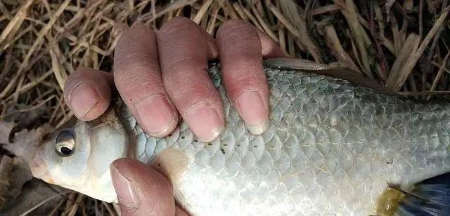 浮游生物钓鲫鱼技巧有哪些？如何提高钓鲫鱼的成功率？  第3张