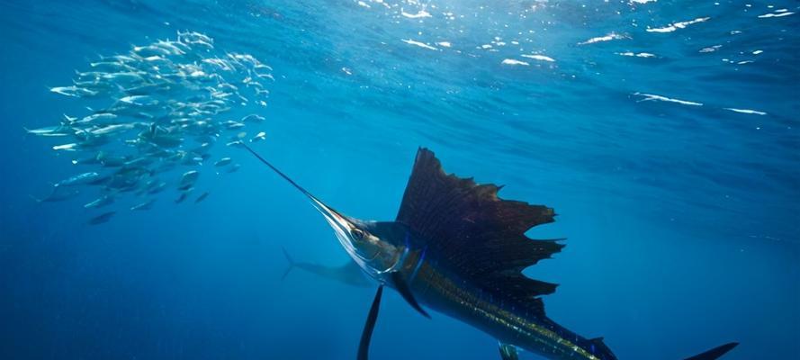 浮游生物钓虾米技巧有哪些？如何提高钓虾米的成功率？  第3张