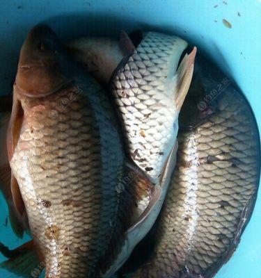 浮珠离底钓鲤鱼技巧是什么？如何有效提高钓鲤鱼的成功率？  第1张