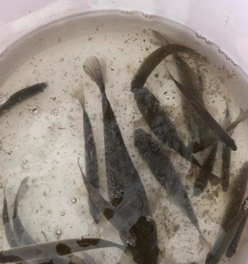 浮子钓白条的方法和技巧是什么？如何提高钓白条的成功率？  第3张