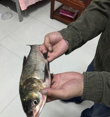 涪江河夜钓大口鲢鱼技巧有哪些？如何提高钓获率？  第1张