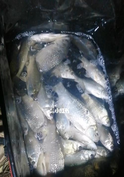 福州鲫鱼钓鱼技巧教学？如何提高钓鲫鱼的成功率？  第3张
