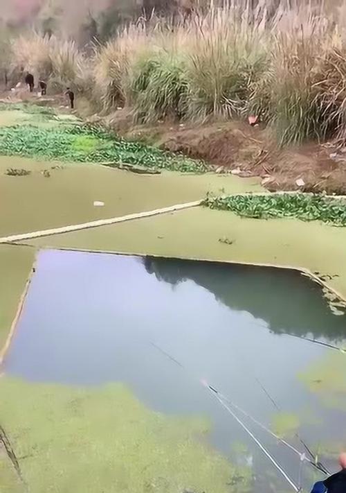 附近哪里有野塘钓鱼技巧？如何掌握钓鱼技巧提高成功率？  第3张