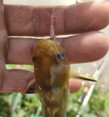 嘎牙鱼垂钓技巧是什么？如何提高垂钓成功率？  第1张