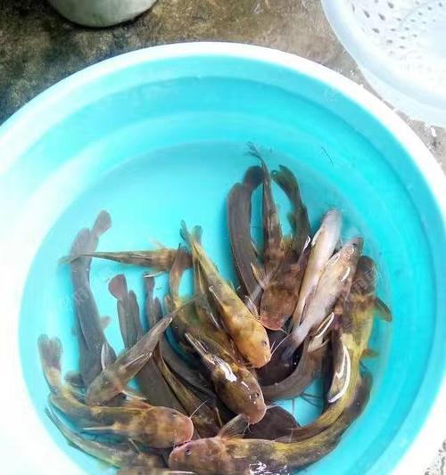甘蔗钓鱼技巧教程？如何提高钓甘蔗的效率和技巧？  第3张