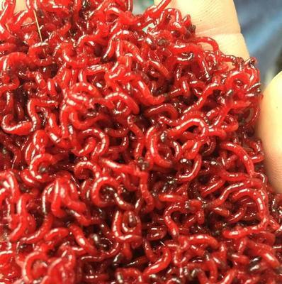 甘孜红虫子钓鱼技巧是什么？如何提高钓鱼成功率？  第3张
