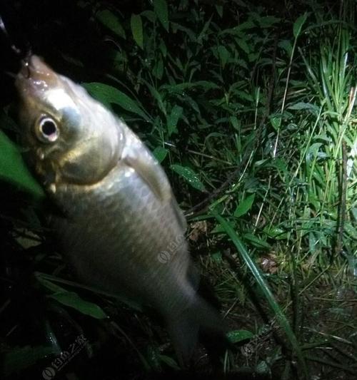 竿坑夜钓鲤鱼技巧有哪些？如何提高夜钓鲤鱼的成功率？  第1张