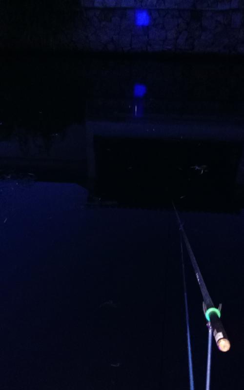 竿坑夜钓鲤鱼技巧有哪些？如何提高夜钓鲤鱼的成功率？  第3张