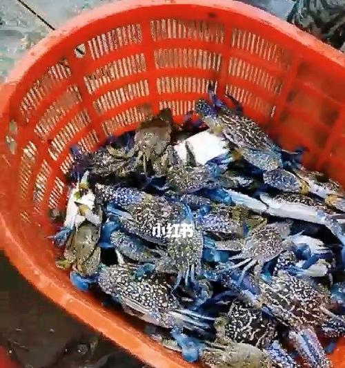 赶海钓鱼打窝技巧是什么？如何有效提高钓鱼成功率？  第3张