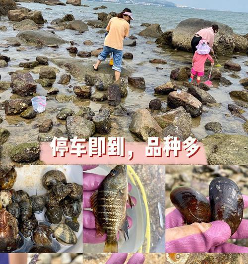 赶海钓鱼技巧教程？如何快速掌握赶海钓鱼的秘诀？  第2张