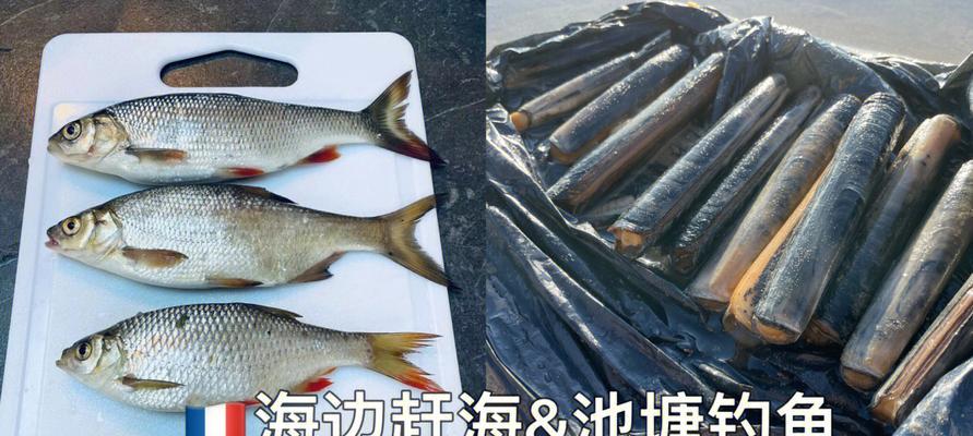 赶海钓鱼技巧教程？如何快速掌握赶海钓鱼的秘诀？  第3张